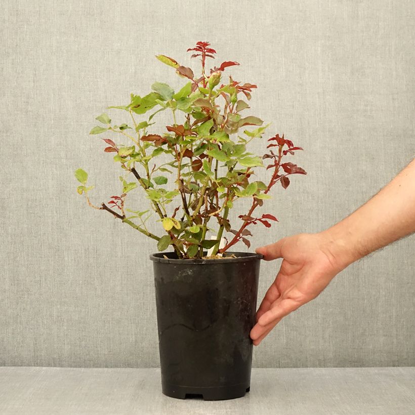 Spécimen de Rosier à grandes fleurs Parfum de Grasse Pot de 4L/5L tel que livré en été