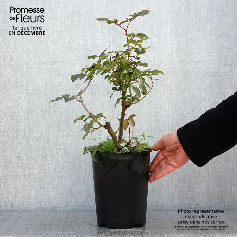 Spécimen de Rosier à grandes fleurs Parfum de Nantes Pot de 4L/5L tel que livré en automne