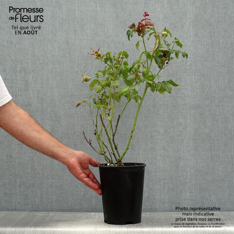 Spécimen de Rosier à grandes fleurs Parfum de Nantes Pot de 4L/5L tel que livré en été