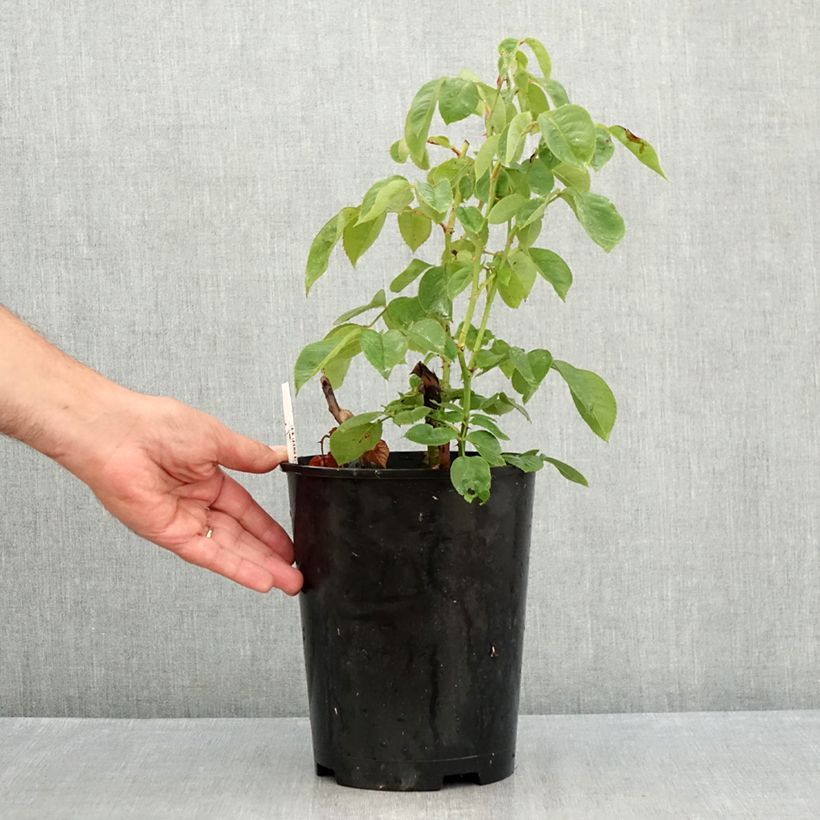 Spécimen de Rosier à grandes fleurs Perugino Pot de 4L/5L tel que livré en été
