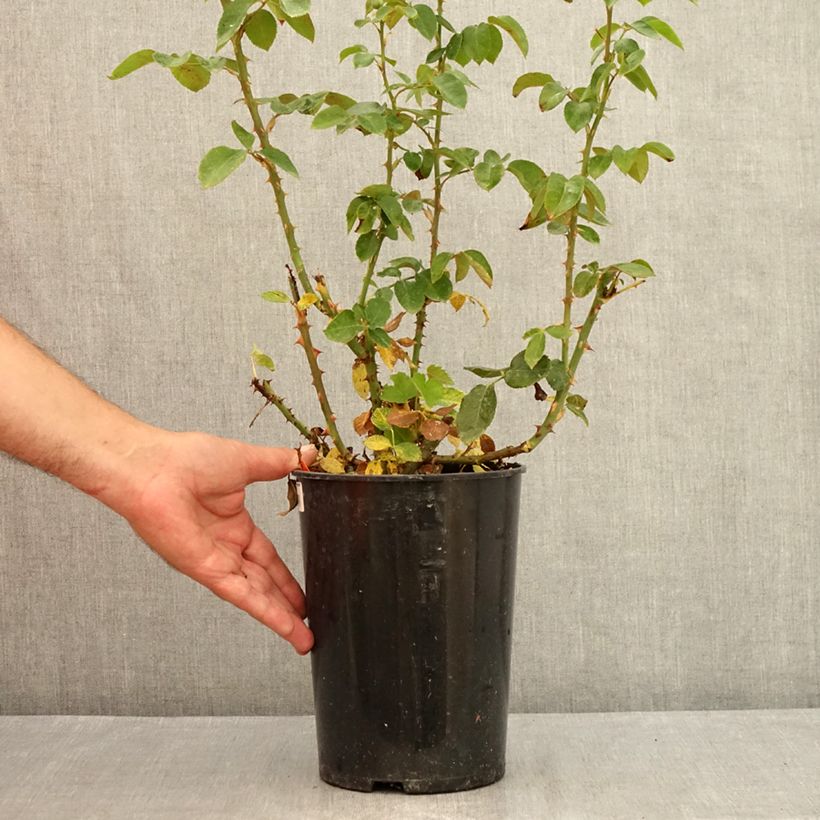 Spécimen de Rosier à grandes fleurs Pierre Arditi Pot de 4L/5L tel que livré en été