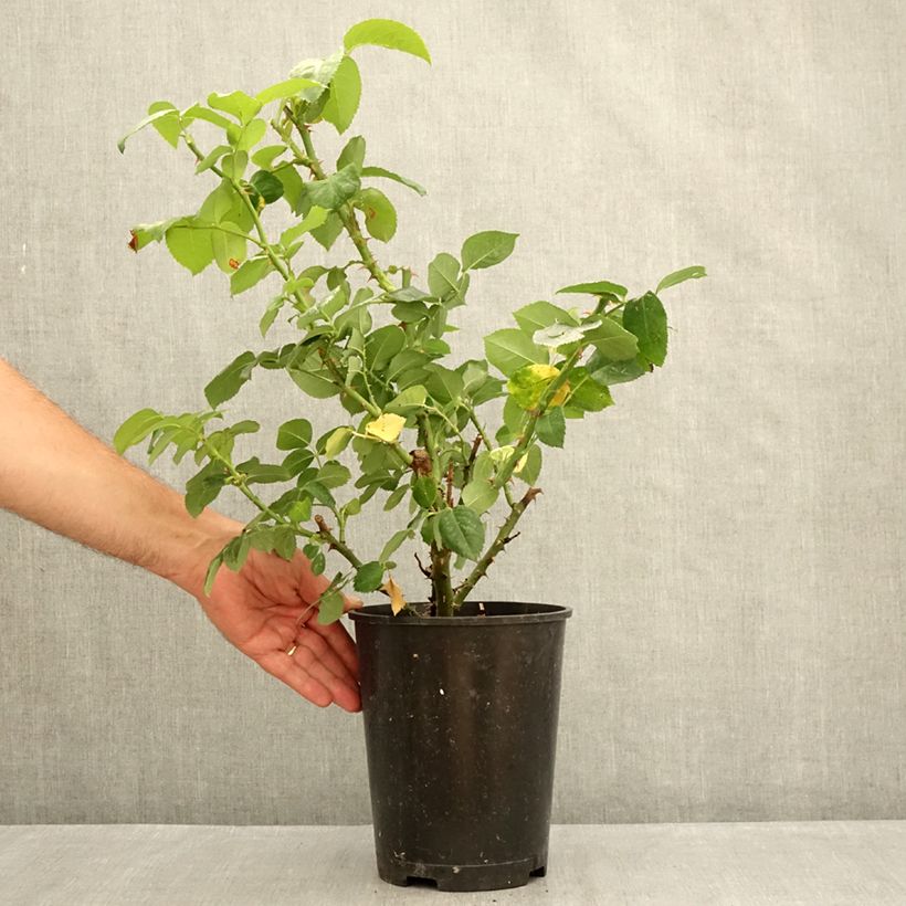 Spécimen de Rosier à grandes fleurs Pierre de Luxembourg Pot de 4L/5L tel que livré en été