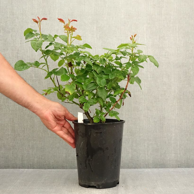 Spécimen de Rosier à grandes fleurs Pink Eureka Pot de 4L/5L tel que livré en été