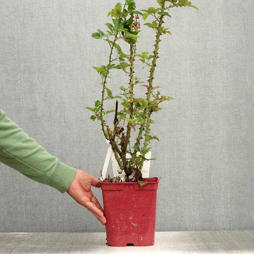 Spécimen de Rosier à grandes fleurs Pink Paradise Pot de 3L/4L tel que livré en été