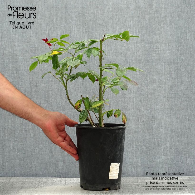 Spécimen de Rosier à grandes fleurs Poseidon Pot de 4L/5L tel que livré en été