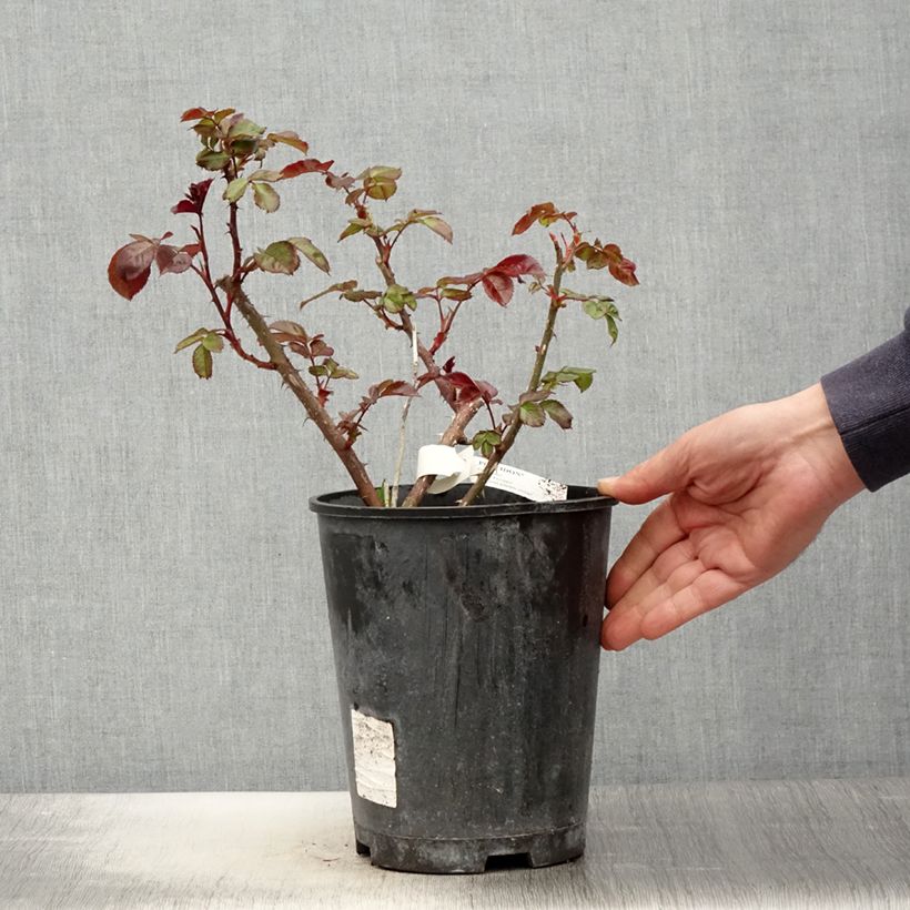 Spécimen de Rosier à grandes fleurs Poseidon en pot de 4L/5L tel que livré au printemps