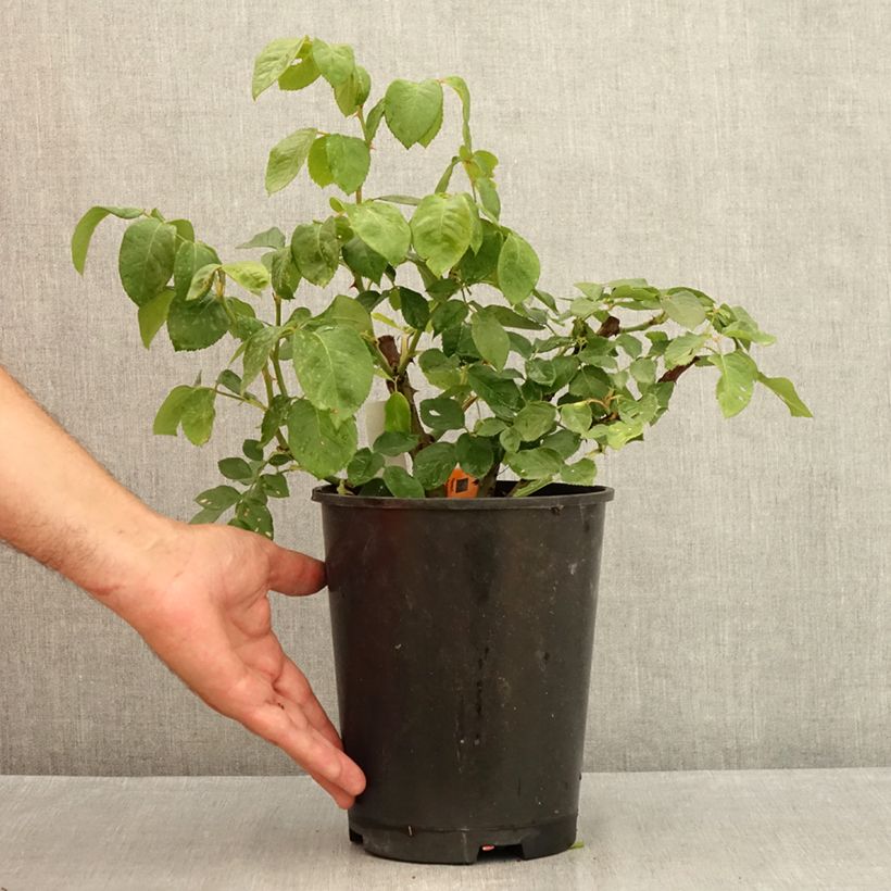 Spécimen de Rosier à grandes fleurs Prince Jardinier Pot de 4L/5L tel que livré en été
