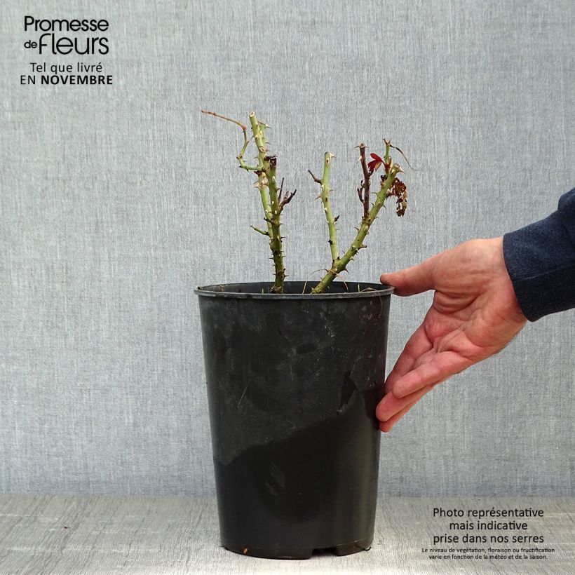 Spécimen de Rosier à grandes fleurs Princesse Alexandra Renaissance Pot de 4L/5L tel que livré en automne