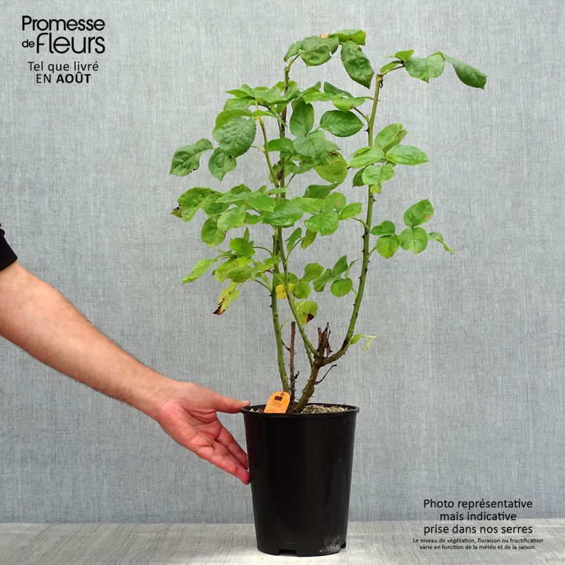 Spécimen de Rosier à grandes fleurs Princesse Charlène de Monaco Pot de 4L/5L tel que livré en été
