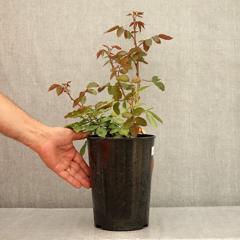 Spécimen de Rosier à grandes fleurs Princesse de Monaco Pot de 4L/5L tel que livré en été