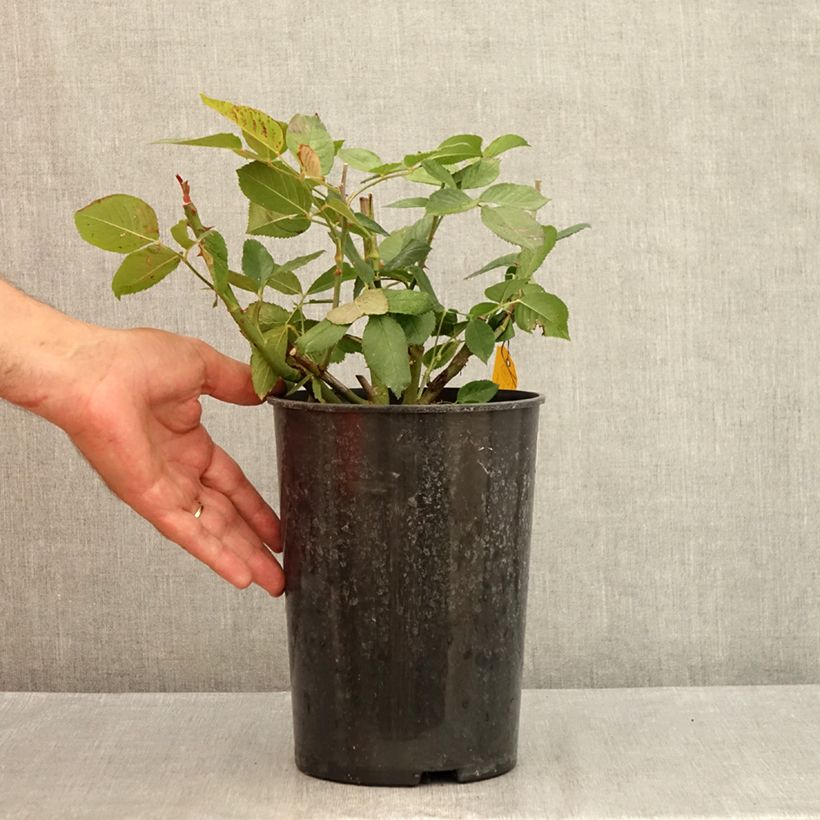 Spécimen de Rosier à grandes fleurs Queen Elisabeth Pot de 4L/5L tel que livré en été
