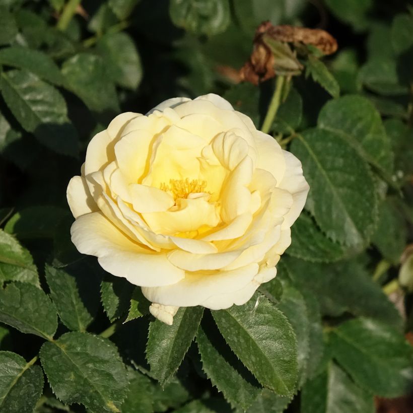Rosier à grandes fleurs Raffaello (Floraison)