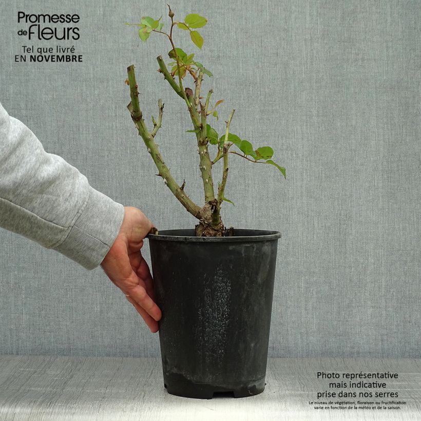Spécimen de Rosier à grandes fleurs Remember Pot de 4L/5L tel que livré en automne