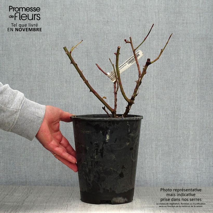 Spécimen de Rosier à grandes fleurs République de Montmartre Pot de 4L/5L tel que livré en automne