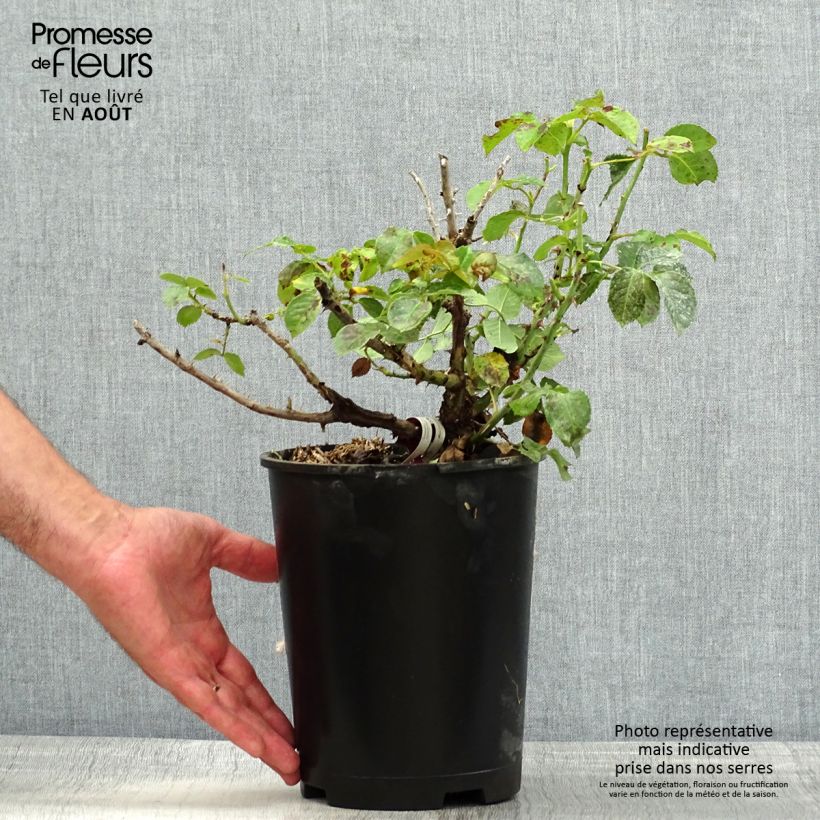 Spécimen de Rosier à grandes fleurs Rose Alleyson Pot de 4L/5L tel que livré en été