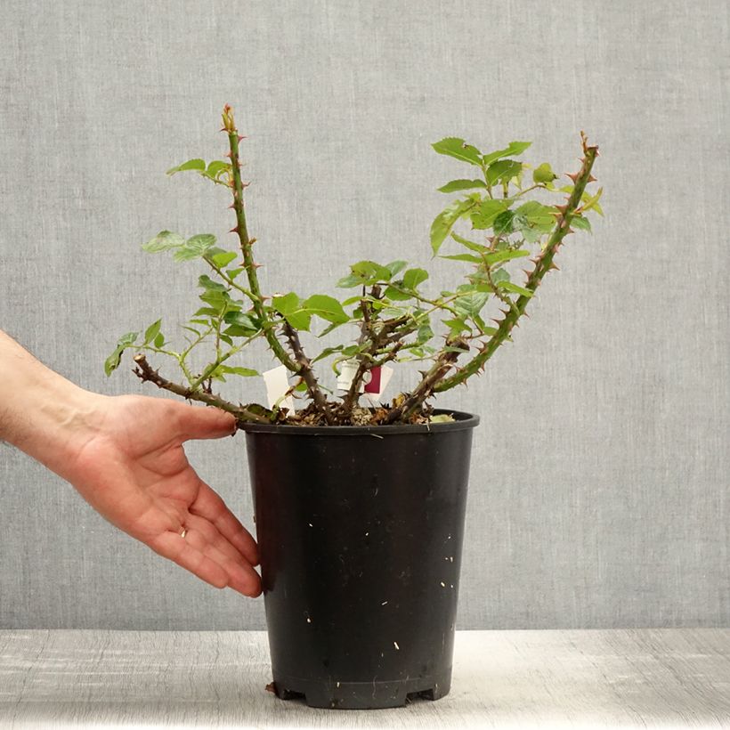 Spécimen de Rosier à grandes fleurs Rose Alleyson - pot de 4L/5L tel que livré au printemps