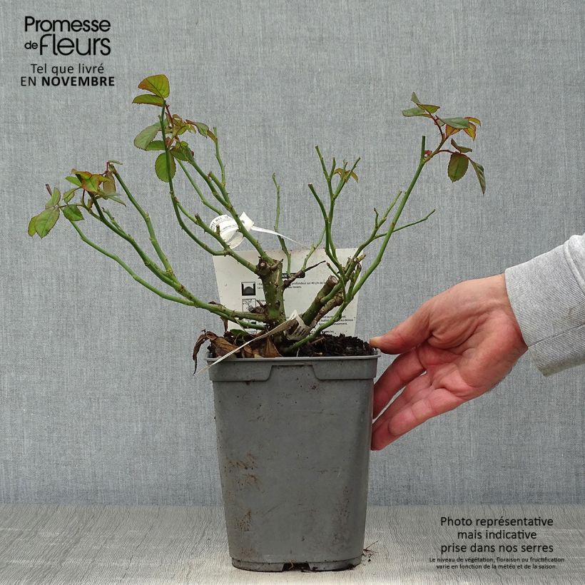 Spécimen de Rosier à grandes fleurs Rose Lalande de Pomerol Pot de 3L/4L tel que livré en automne