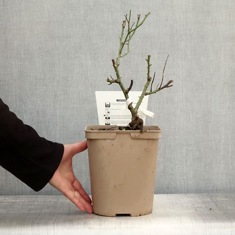 Spécimen de Rosier à grandes fleurs Rose Synactif by Shiseido Pot de 4L/5L tel que livré en automne