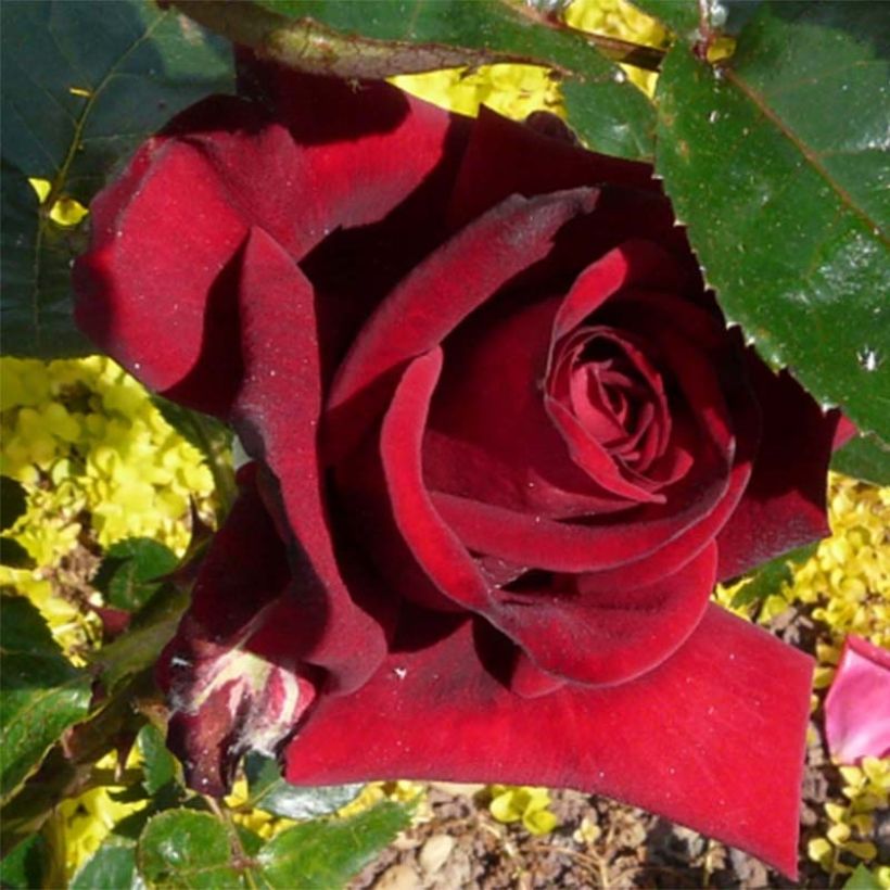 Rosier à grandes fleurs Rouge Adam (Floraison)