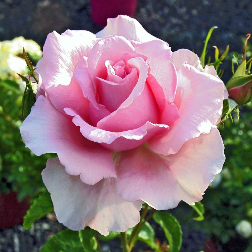 Rosier à grandes fleurs Sandrine Quétier (Floraison)