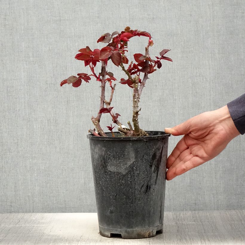Spécimen de Rosier à grandes fleurs Simone Veil - Pot de 4L/5L tel que livré au printemps