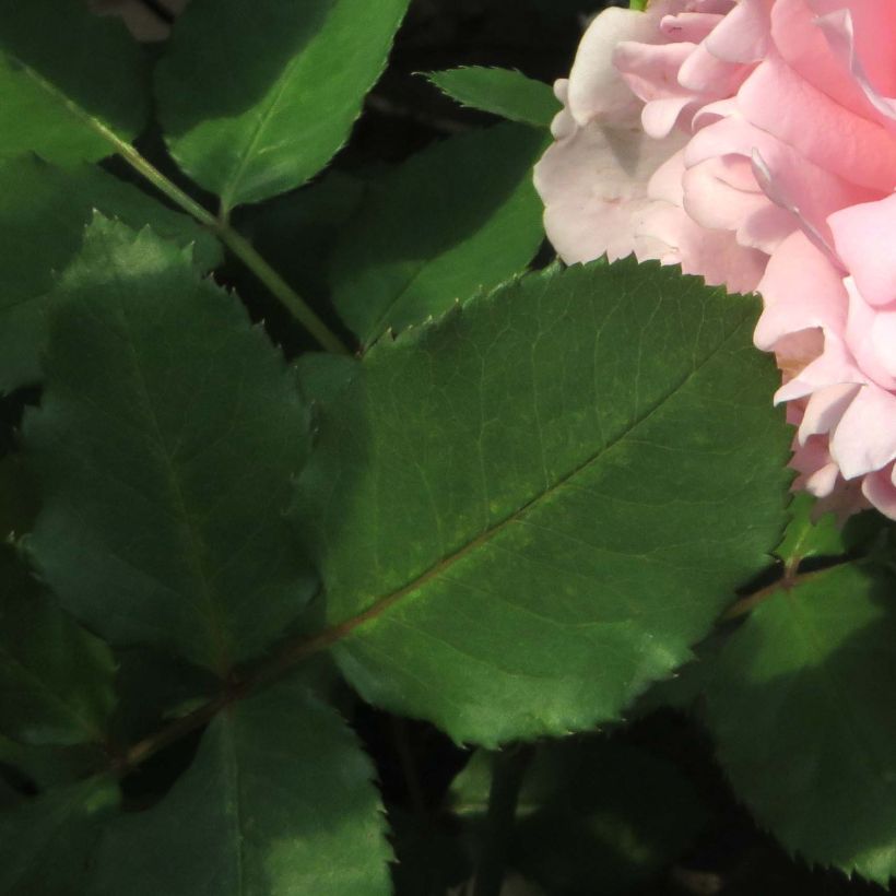 Rosier à grandes fleurs Sophie Rochas (Feuillage)