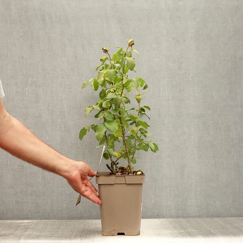 Spécimen de Rosier à grandes fleurs Souvenir de Baden-Baden en pot de 4L/5L tel que livré en été