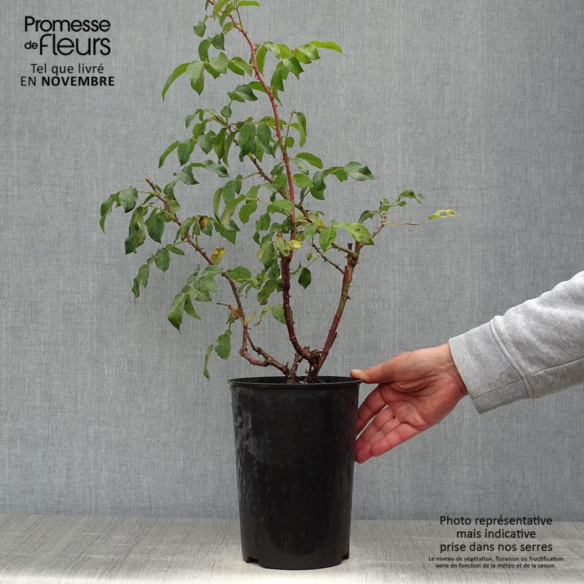 Spécimen de Rosier à grandes fleurs Sunny Sky Pot de 4L/5L tel que livré en automne
