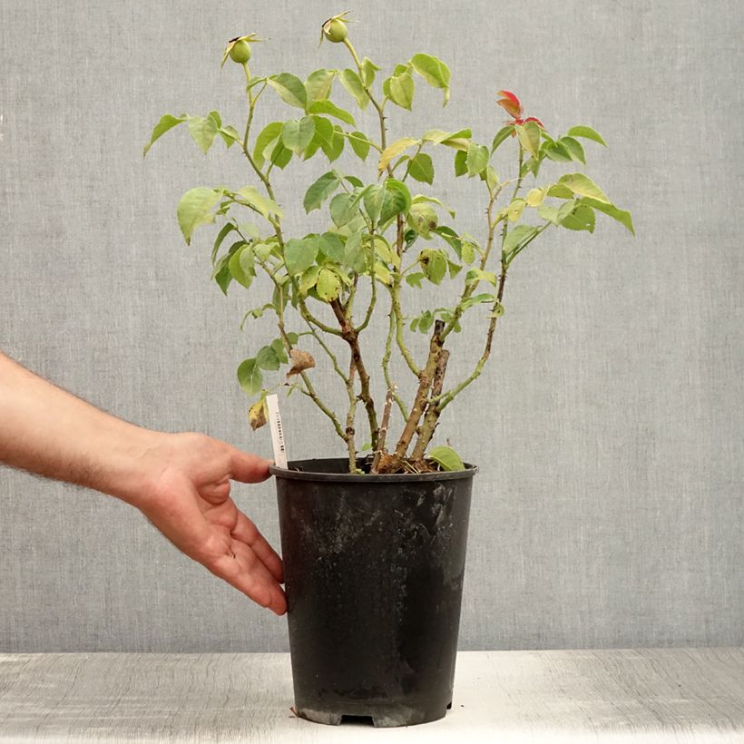 Spécimen de Rosier à grandes fleurs Sunny Sky Pot de 4L/5L tel que livré en été