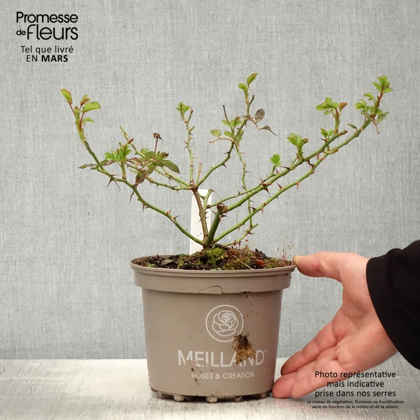Spécimen de Rosier à grandes fleurs Sweet Love en pot de 4L/5L tel que livré au printemps