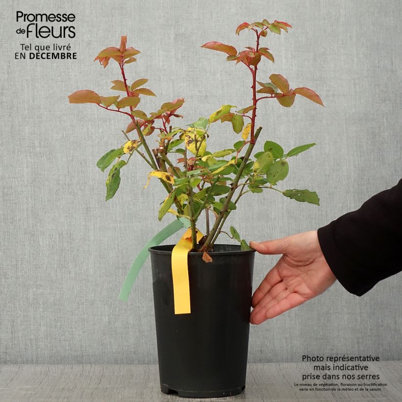 Spécimen de Rosier à grandes fleurs The McCartney Rose  Pot de 4L/5L tel que livré en automne