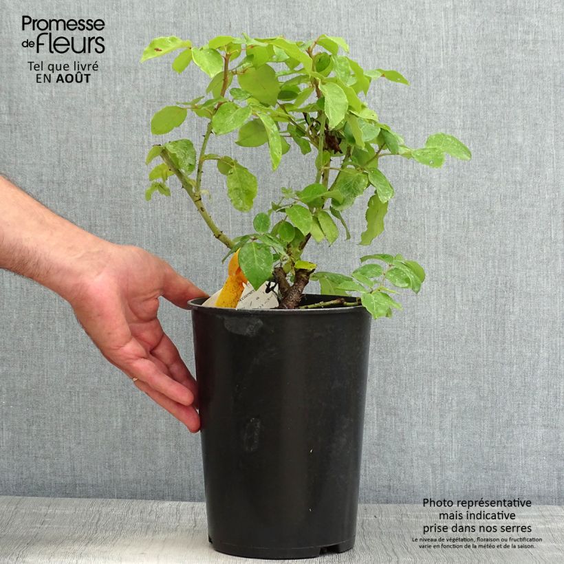 Spécimen de Rosier à grandes fleurs The McCartney Rose  Pot de 4L/5L tel que livré en été
