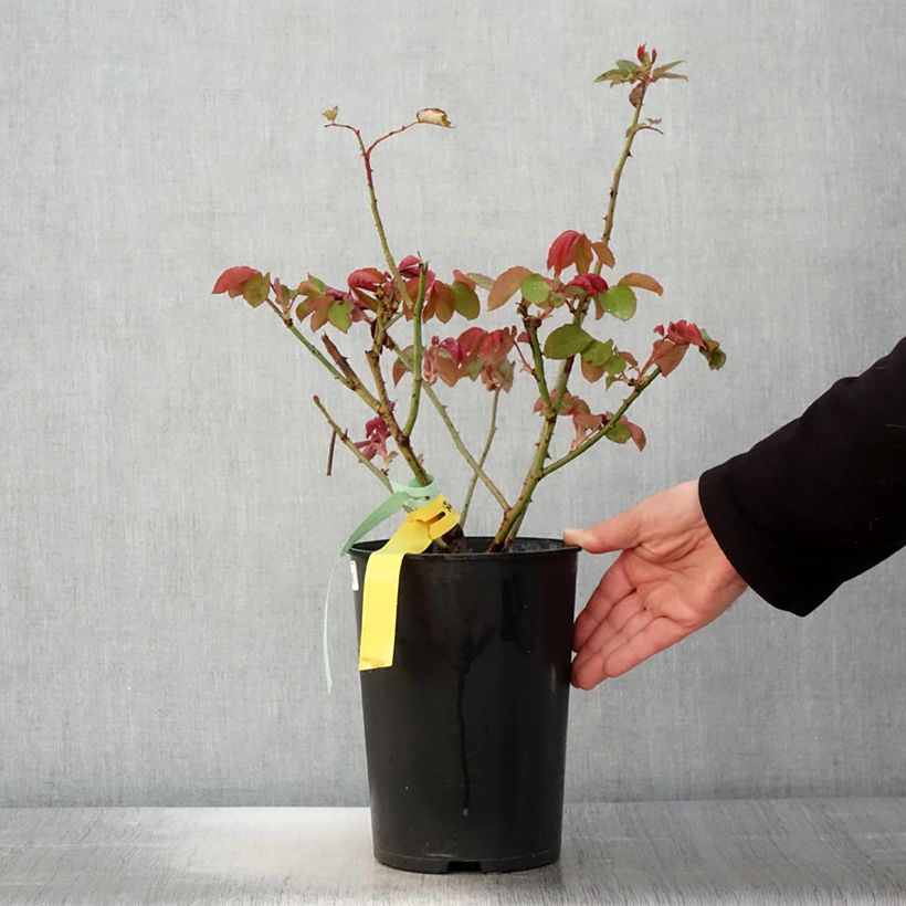 Spécimen de Rosier à grandes fleurs The McCartney Rose en pot de 4L tel que livré au printemps