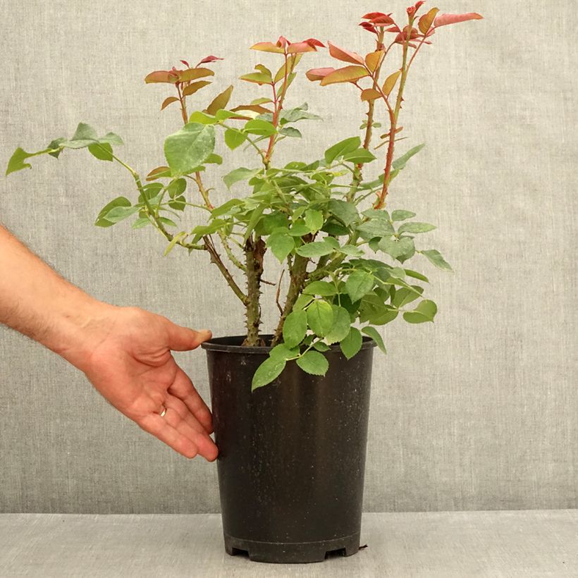 Spécimen de Rosier à grandes fleurs Tobago Odore Pot de 4L/5L tel que livré en été