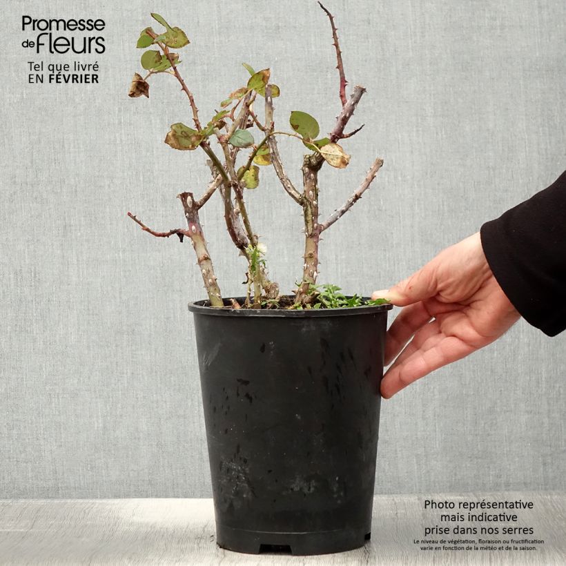 Spécimen de Rosier à grandes fleurs Tobago Odore - Pot de 4L/5L tel que livré en hiver