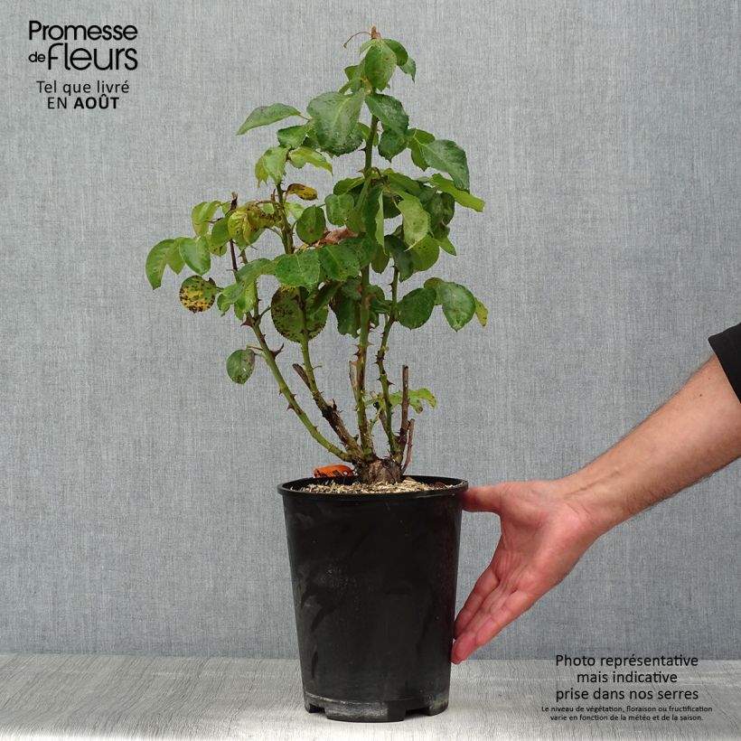 Spécimen de Rosier à grandes fleurs Traviata Pot de 4L/5L tel que livré en été