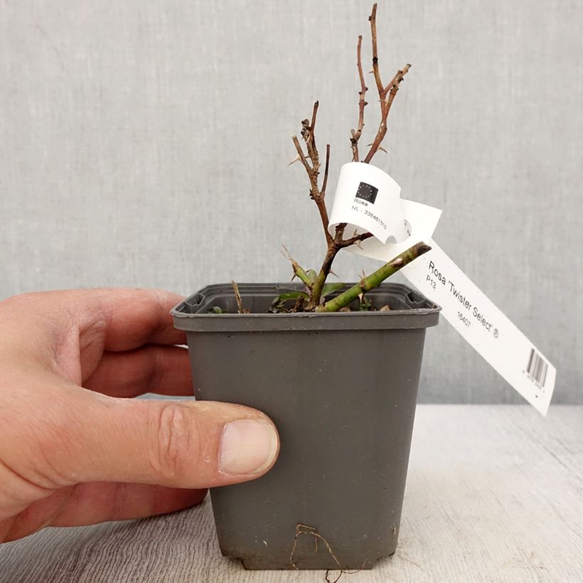 Spécimen de Rosier à grandes fleurs Twister Select godet de 9 cm  tel que livré au printemps