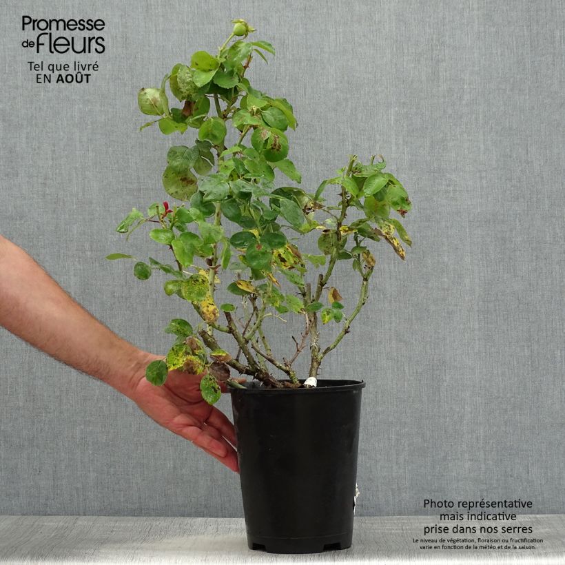 Spécimen de Rosier à grandes fleurs Ville de Fontenay-aux-Roses Pot de 4L/5L tel que livré en été