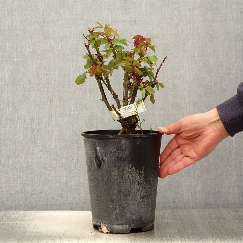 Spécimen de Rosier à grandes fleurs Ville de Fontenay-aux-Roses - pot de 4L/5L tel que livré au printemps