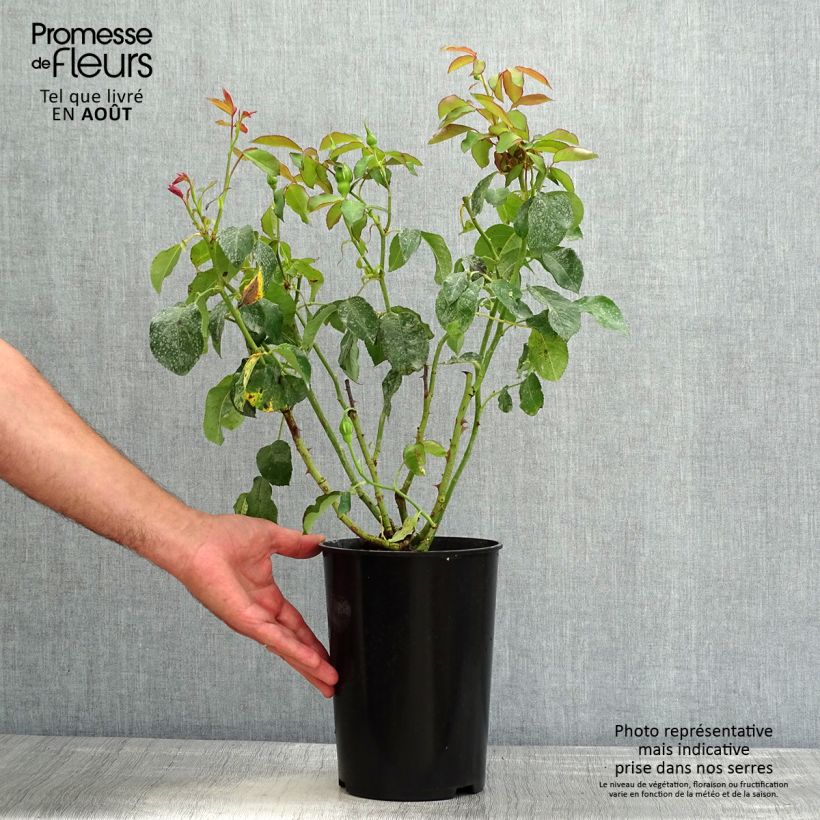 Spécimen de Rosier à grandes fleurs White Symphony Pot de 4L/5L tel que livré en été