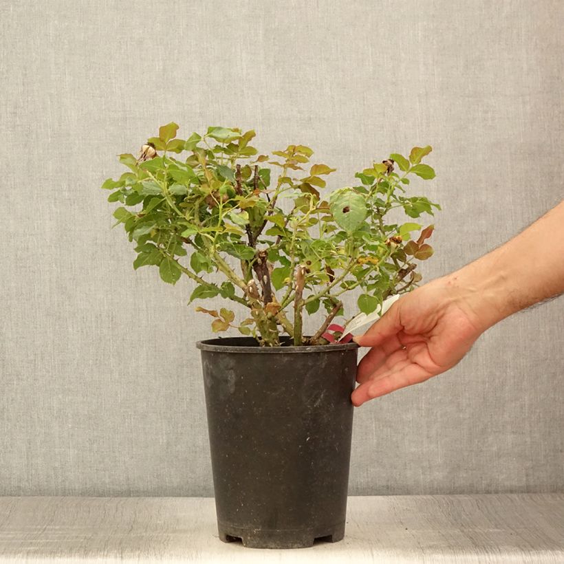 Spécimen de Rosier à grandes fleurs Yellowstone Oraleymy - Pot de 4L/5L tel que livré en été