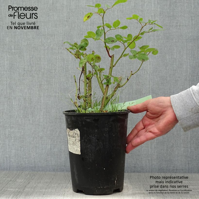 Spécimen de Rosier à massif Arthur Bell Pot de 2L/3L tel que livré en automne