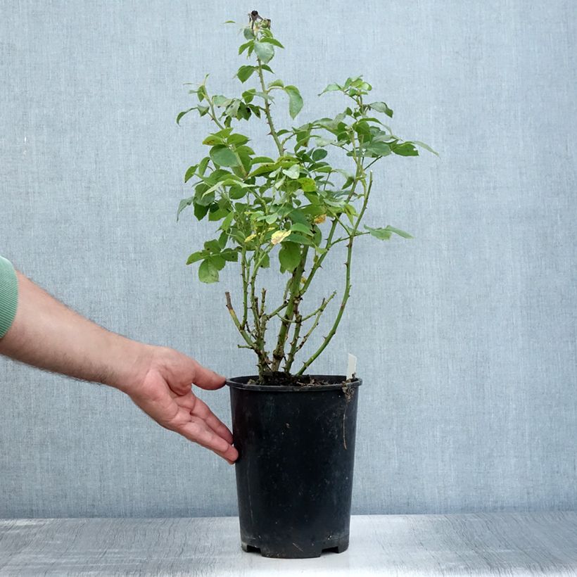 Spécimen de Rosier à massif Cremosa Pot de 2L/3L tel que livré en été