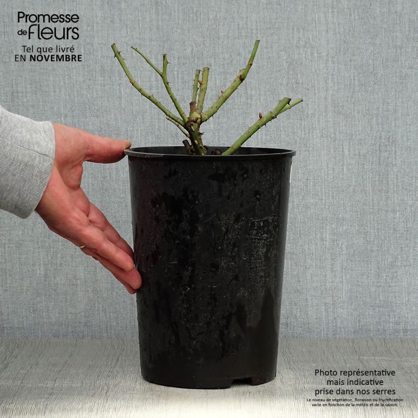 Spécimen de Rosier à massif Eveline Wild Pot de 4L/5L tel que livré en automne