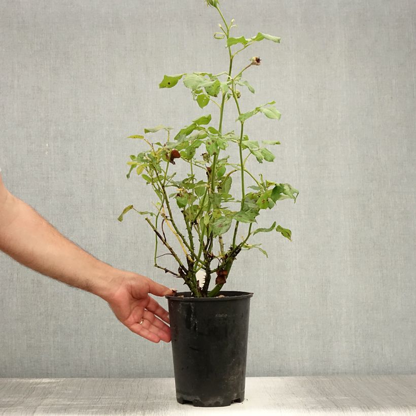 Spécimen de Rosier à massif Eveline Wild Pot de 4L/5L tel que livré en été