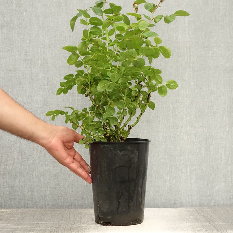 Spécimen de Rosier à massif Nadia Zerouali Pot de 4L/5L tel que livré en été