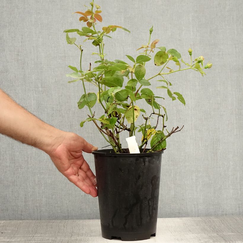 Spécimen de Rosier à massif Pear Pot de 4L/5L tel que livré en été