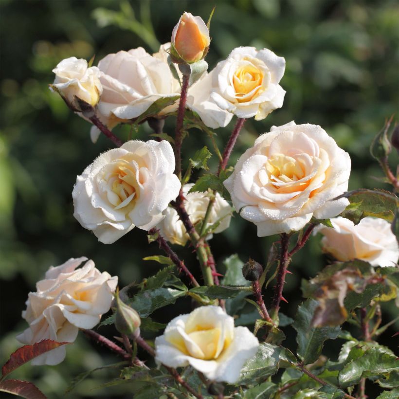 Rosier à massif Sweet Honey (Floraison)