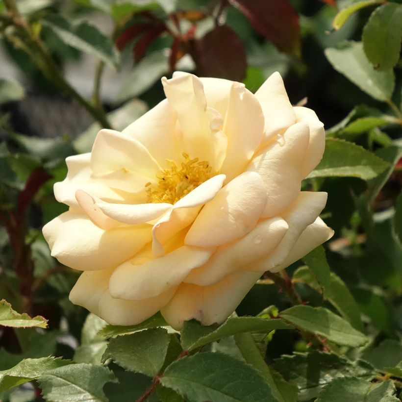 Rosier à massif Sweet Honey (Floraison)