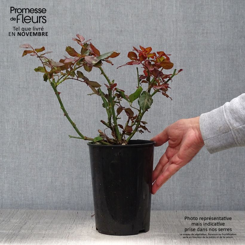 Spécimen de Rosier à massif The Times (Mariandel) Pot de 4L/5L tel que livré en automne
